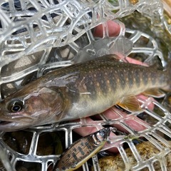 釣り仲間募 − 石川県