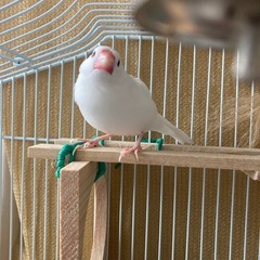 白文鳥(オス？)