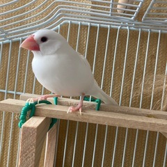 白文鳥(オス？) - その他
