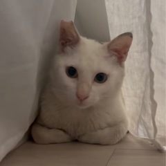 白猫さん