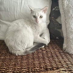 白猫さん - 猫