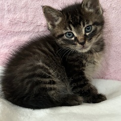 里親募集　２ヶ月男の子　人懐こい子です