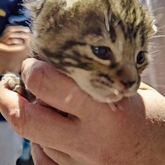 【子猫♂】里親を探しています