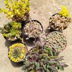 多肉植物セット