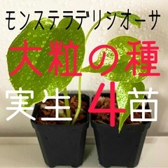 大粒のモンステラデリシオーサの種から生育した実生です！4苗（株）⑤