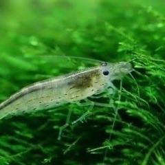 ミナミヌマエビ10匹