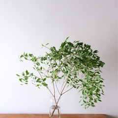 ドウダンツツジ　　切枝の画像