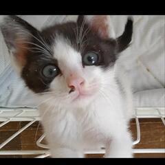 ♥白黒ハチワレ仔猫ちゃん里親様募集♥