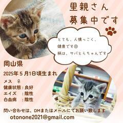 ♡生後約1ヶ月の姉妹ニャンズ♡姉妹で里親さん決まりました♡
