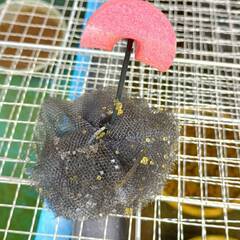 みゆきメダカ　ひれ長　タマゴ 産卵床ごとあげます　受け渡し日6/...