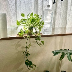 観葉植物　ポトス　エンジョイの画像