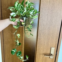 観葉植物　ポトス　エンジョイの画像