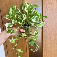 観葉植物　ポトス　エンジョイ