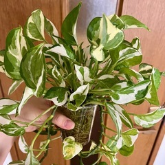 観葉植物　ポトス　エンジョイの画像