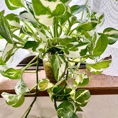 観葉植物　ポトス　エンジョイの画像