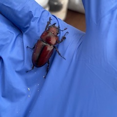 アスタコイデスノコギリ　成虫♀3匹