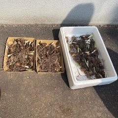 大量　スイセンの球根