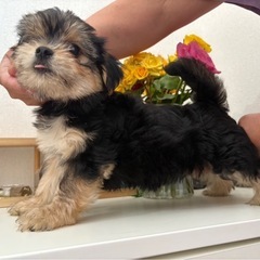 かわいすぎ🥰珍しいヨーチーの男の子❣️転売禁止🈲総額10万…