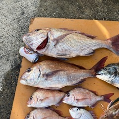 横須賀　船釣り　仲間募集　海釣り