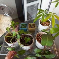 植物6