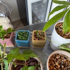 植物6の画像