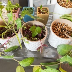 植物6の画像