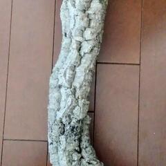 【値下げしました】新品未使用【ポルトガル産】45cm キャノン型 コルク樹皮 ビバリウム テラリウム エアプランツ ビカクシダ 洋蘭 爬虫類 両生類 小動物 着生植物 コルクの画像