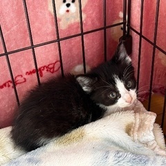生後1ヶ月半くらいの可愛い男の子です🐱子猫ちゃん　里親さん募集中...
