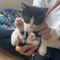 生後1ヶ月半くらいの可愛い男の子です🐱子猫ちゃん　里親さん募集中です　ハチワレ　白黒 - 猫