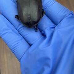 能勢YGオオクワガタ　成虫79mm♂単の画像