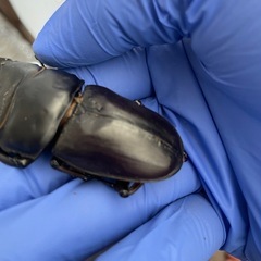 能勢YGオオクワガタ　成虫79mm♂単の画像