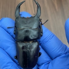 能勢YGオオクワガタ　成虫79mm♂単