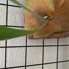 観葉植物　ビカクシダB　ビフルカツム　胞子葉出現×3あり 子株　400-450㎜程度　貯水葉付き　※板付けしましたの画像