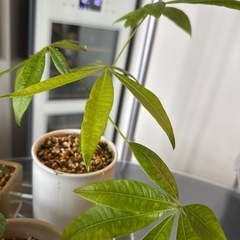 植物6の画像