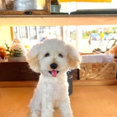 カフェで羊毛フェルト教室♪羊毛フェルトでリアル犬猫ちゃん作...