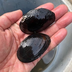 ドブガイ　ビオトープに！の画像