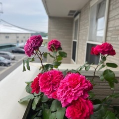 綺麗なバラ🌹🌹🌷🌷❤️❤️🌷🌷🌹🌹