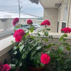 🌷🌹綺麗なバラ🌹🌹🌷🌷の画像