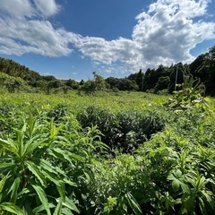草刈り