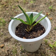 アガベ①の画像