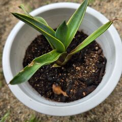 アガベ①