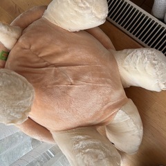 買って満足してしまったカメさん🐢の画像