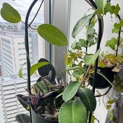 植物7