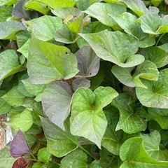④🍠サツマイモ苗🌱安納芋🍠10本400円🍠