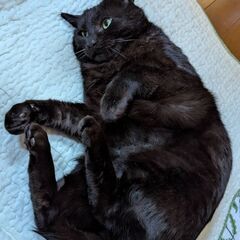 黒猫の里親さんを探しています