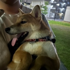 柴犬