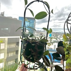 植物7の画像