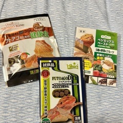 爬虫類のご飯