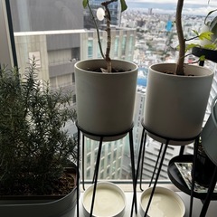 植物7の画像