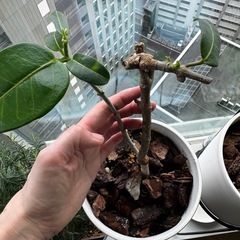 植物7の画像